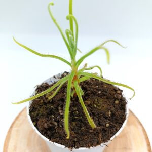 Drosera magnifica (Pico do Padre Angelo, 1500 m, eastern Minas Gerais, Brazil)