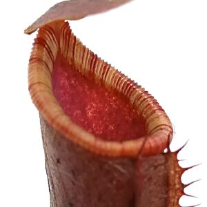 Nepenthes (lowii x truncata) x (lowii x campanulata), femmina