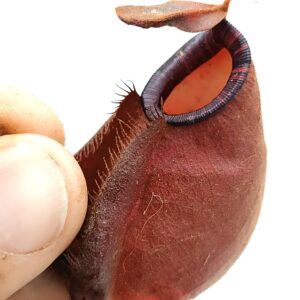 Nepenthes (viking x ampullaria black miracle) x (x hookeriana) fem1