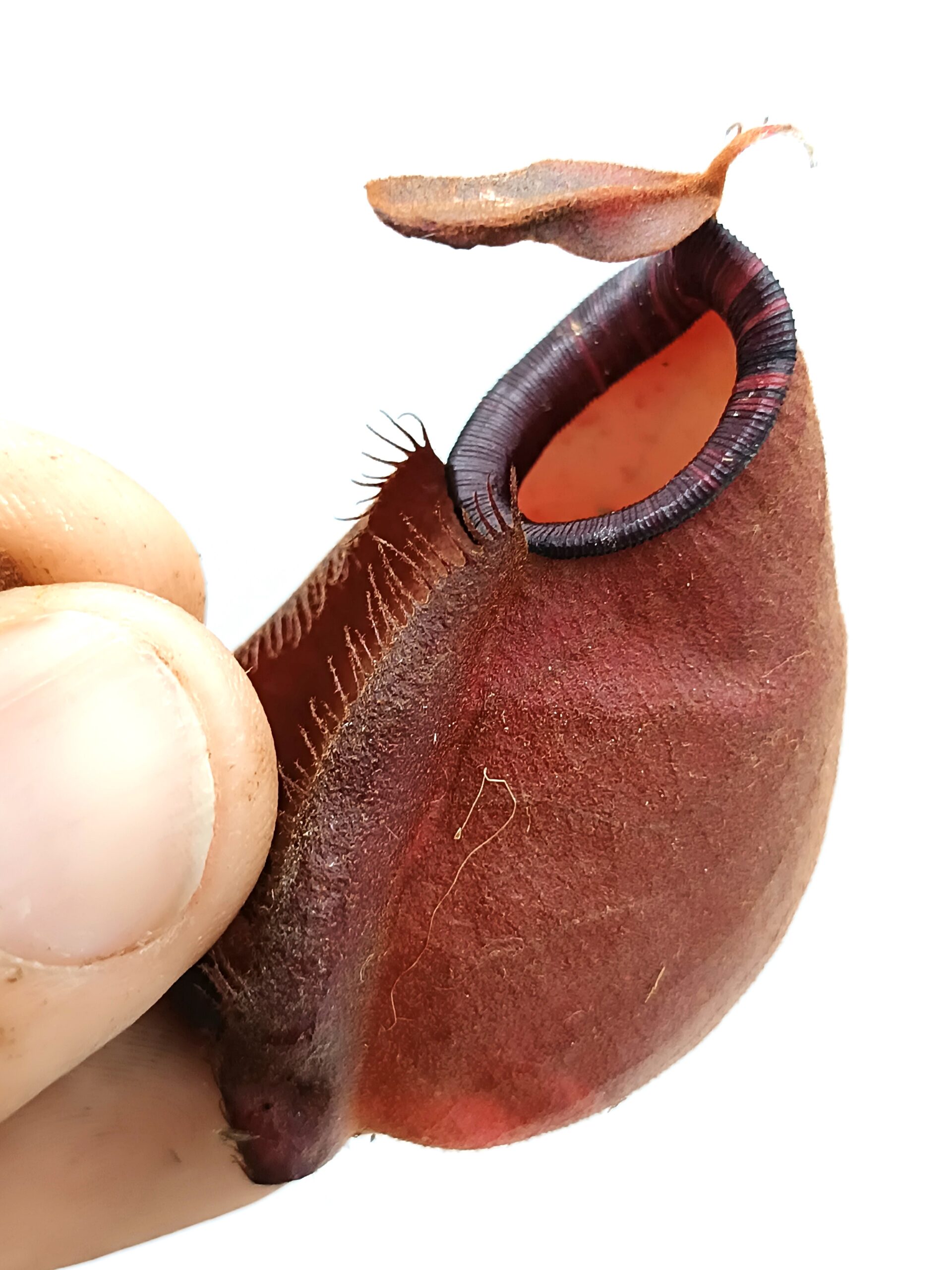 Nepenthes (viking x ampullaria black miracle) x (x hookeriana) fem1