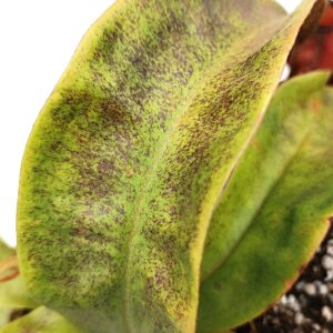 Nepenthes (viking x ampullaria black miracle) x (x hookeriana) fem2