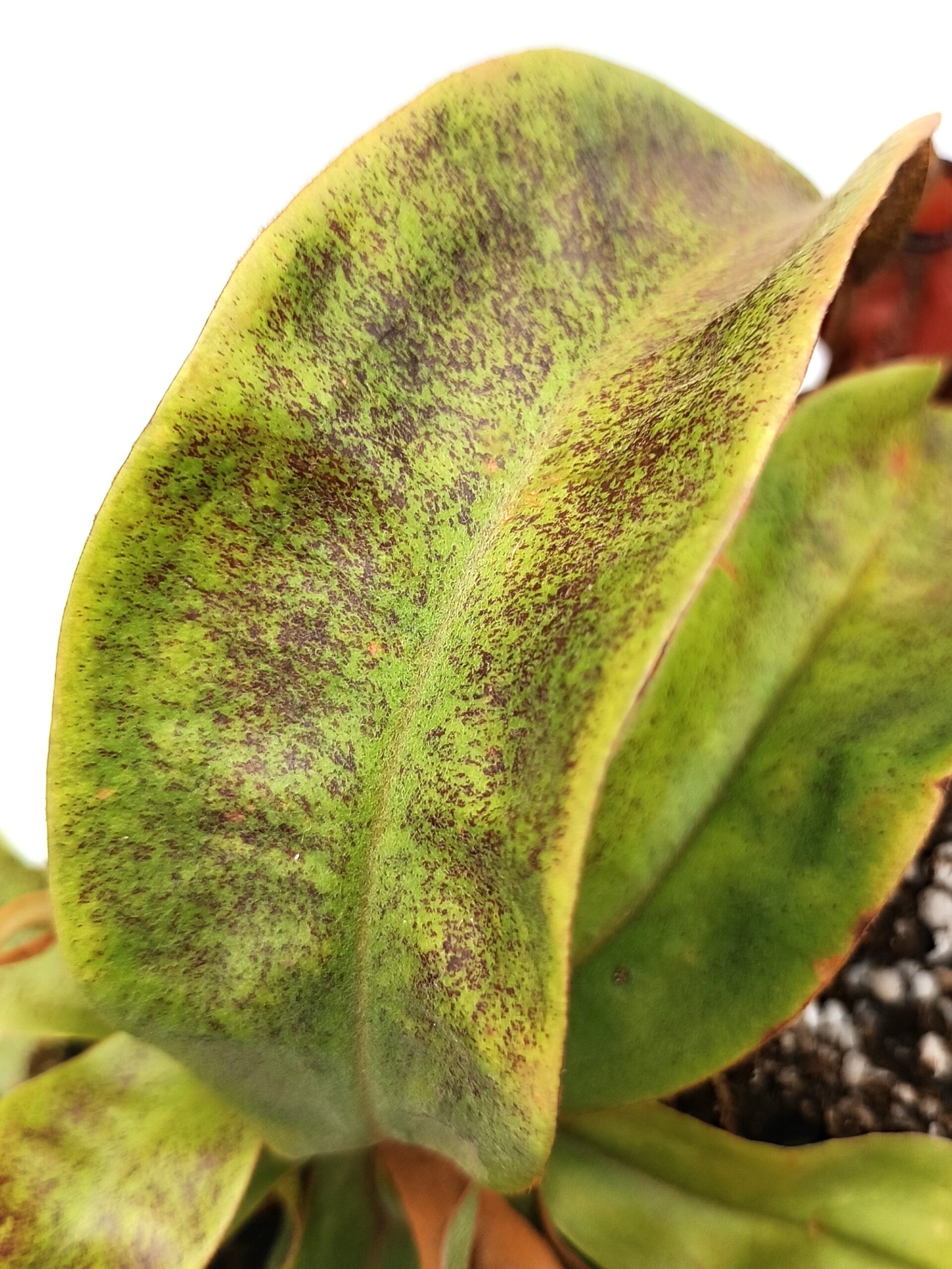 Nepenthes (viking x ampullaria black miracle) x (x hookeriana) fem2