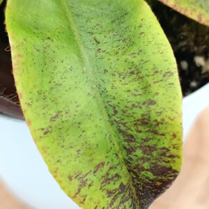 Nepenthes (viking x ampullaria black miracle) x (x hookeriana) fem3