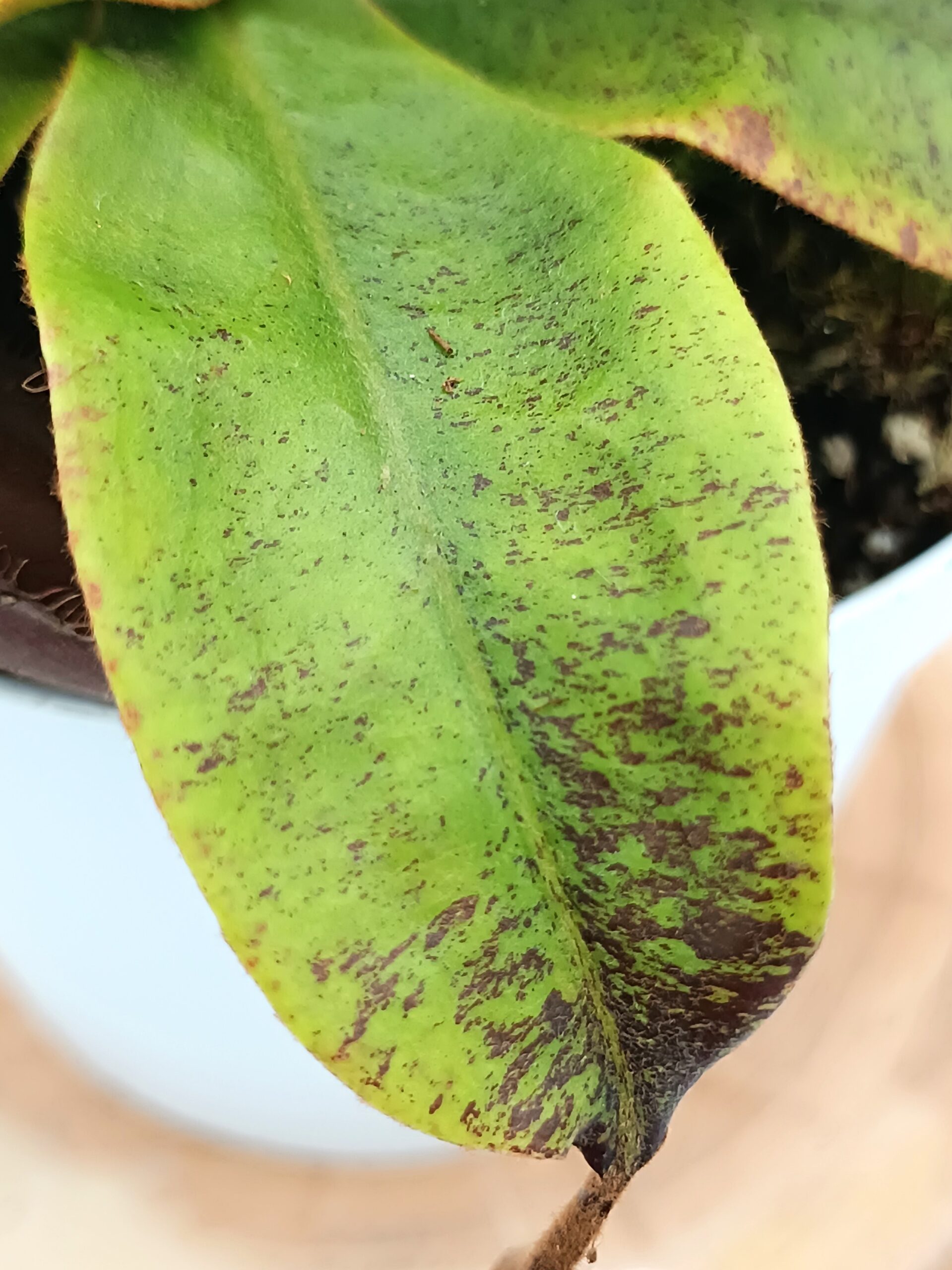 Nepenthes (viking x ampullaria black miracle) x (x hookeriana) fem3