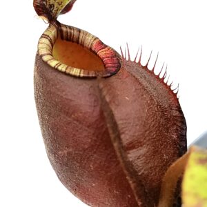 Nepenthes (viking x ampullaria black miracle) x (x hookeriana) fem5