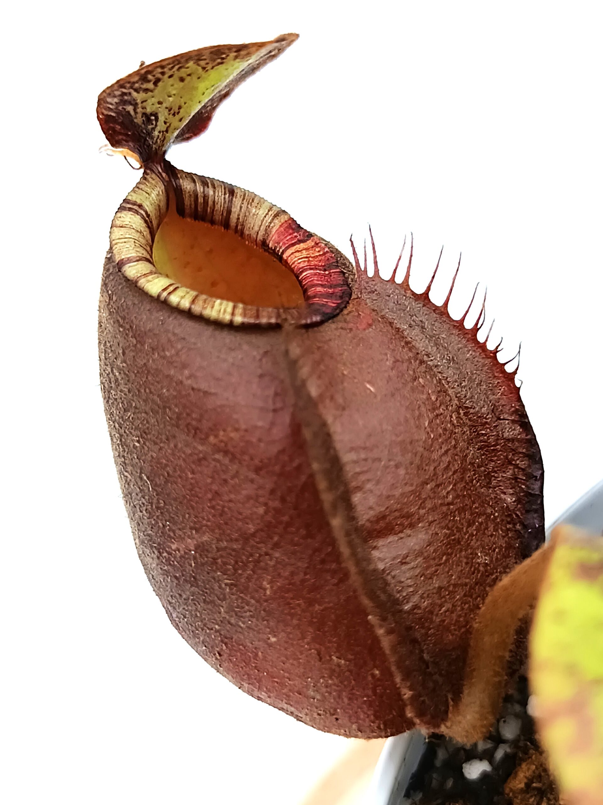 Nepenthes (viking x ampullaria black miracle) x (x hookeriana) fem5