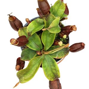 Nepenthes (viking x ampullaria black miracle) x (x hookeriana) fem6