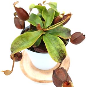 Nepenthes (viking x ampullaria black miracle) x (x hookeriana) fem7