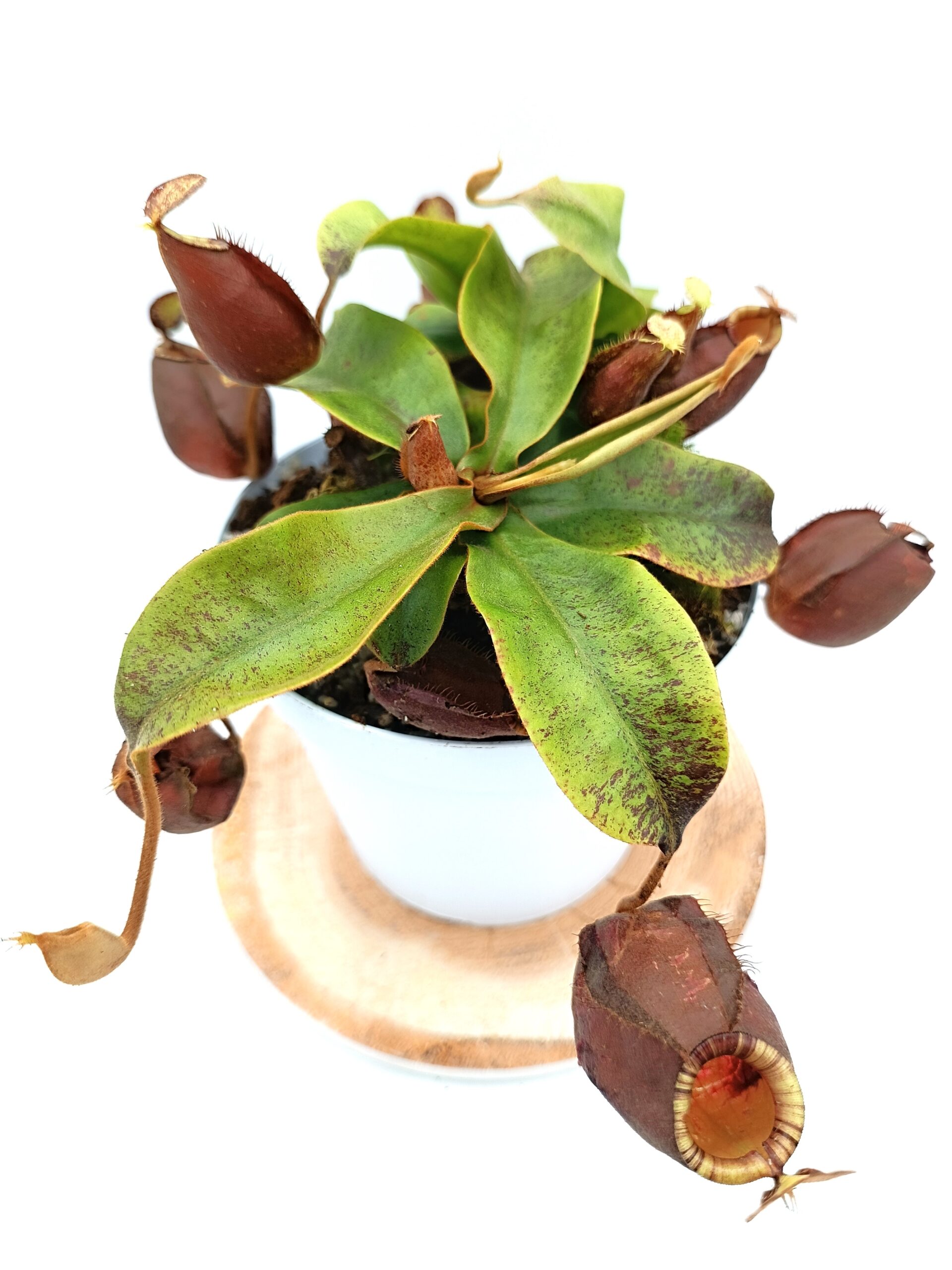 Nepenthes (viking x ampullaria black miracle) x (x hookeriana) fem7