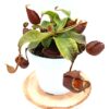 Nepenthes (“Viking” x ampullaria “black miracle”) x (x hookeriana), femmina
