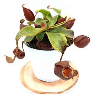 Nepenthes ("Viking" x ampullaria "black miracle") x (x hookeriana), femmina