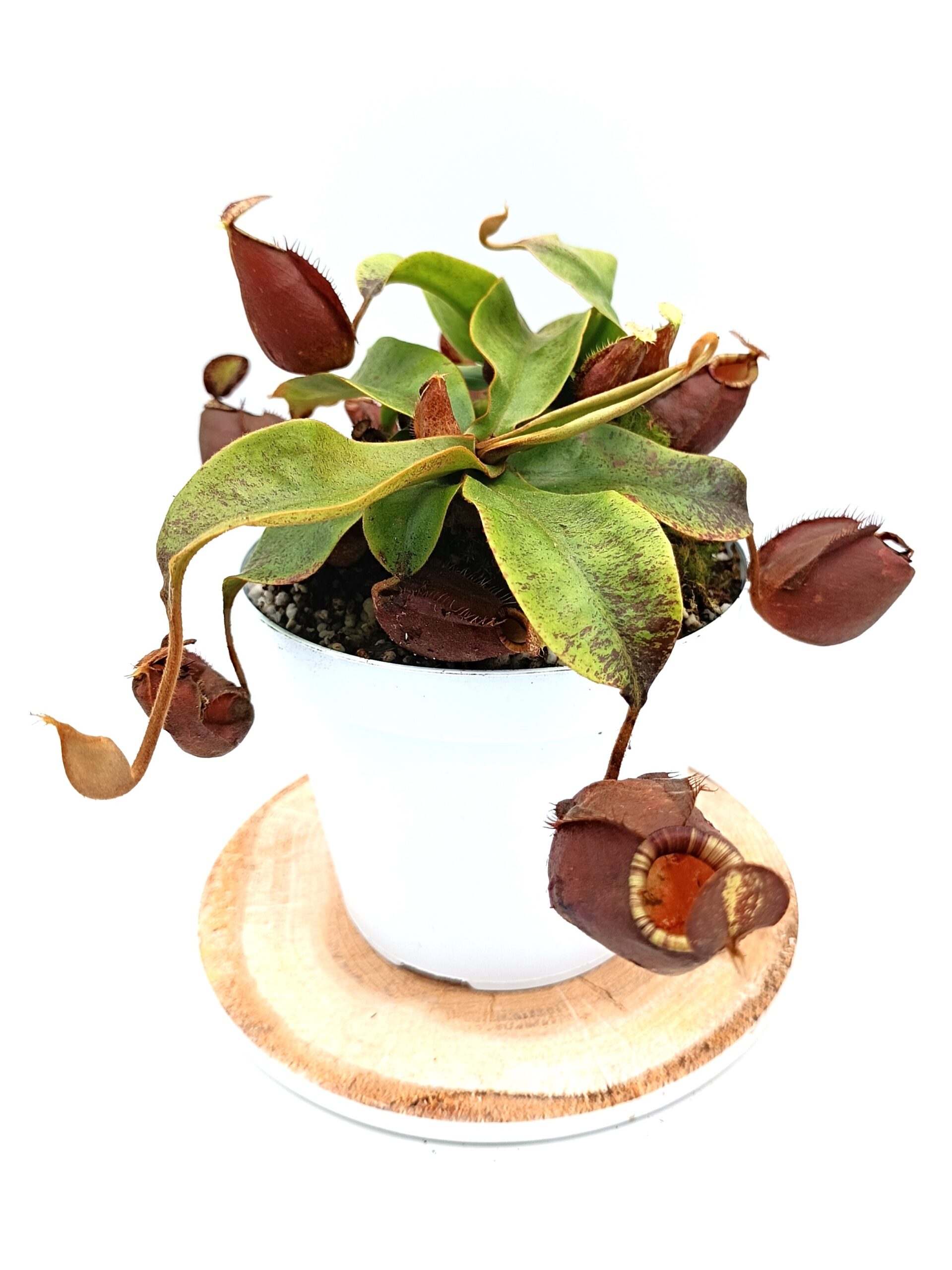 Nepenthes (viking x ampullaria black miracle) x (x hookeriana) fem8