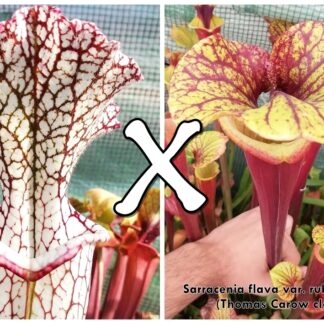 25 Semi di Sarracenia leucophylla (LE01 FG) x flava var. rubricorpora (T. Carow clone)