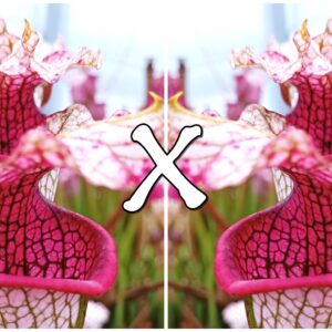 25 Semi di Sarracenia leucophylla 'Schnell's Ghost' ("wavy lid", CK x self)