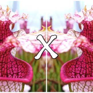 25 Semi di Sarracenia leucophylla 'Schnell's Ghost' ("wavy lid", CK x self)