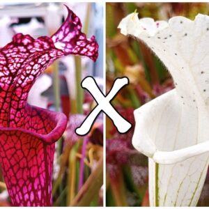 25 Semi di Sarracenia leucophylla [("burgundy" x "bocaza"), cl. A x var. alba (SL8 CK)]