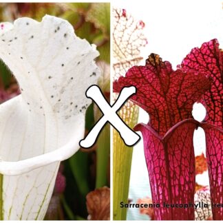 25 Semi di Sarracenia leucophylla (var. alba, SL8 CK x red, L38c MSr)