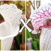 25 Semi di Sarracenia leucophylla var. alba (SL8 CK) x (x “EG Sesshomaru”)