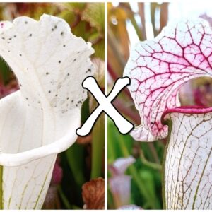 25 Semi di Sarracenia leucophylla var. alba (SL8 CK) x (x "EG Sesshomaru")