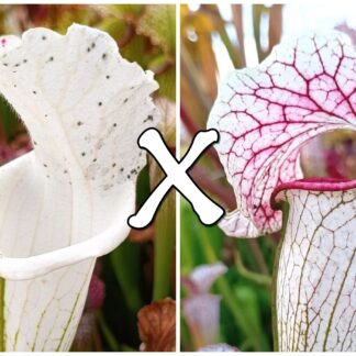 25 Semi di Sarracenia leucophylla var. alba (SL8 CK) x (x "EG Sesshomaru")