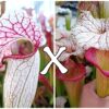 25 Semi di Sarracenia (x “EG Sesshomaru”) x (x ‘Adrian Slack’)