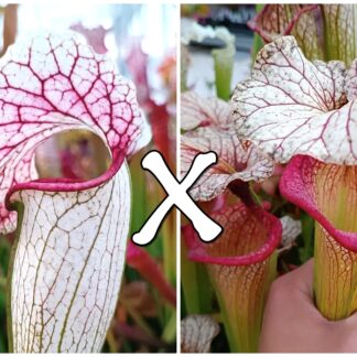 25 Semi di Sarracenia (x "EG Sesshomaru") x (x 'Adrian Slack')