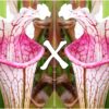 25 Semi di Sarracenia (x “EG Versailles”) x self