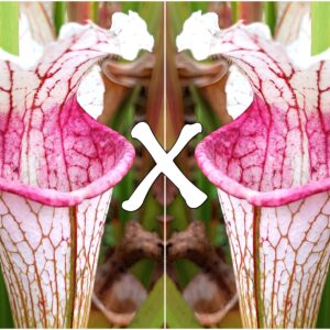 25 Semi di Sarracenia (x "EG Versailles") x self