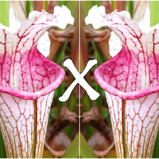 25 Semi di Sarracenia (x "EG Versailles") x self