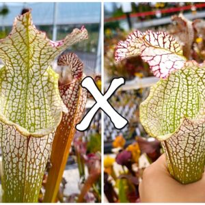 25 Semi di Sarracenia (x "EG esotik guardian") x self