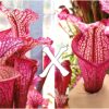 25 Semi di Sarracenia (x “EG magenta”) x self