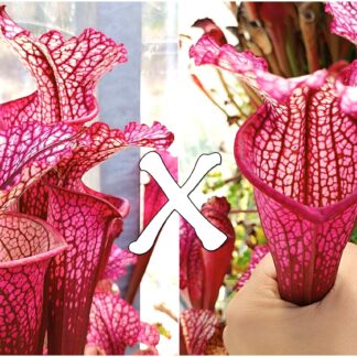 25 Semi di Sarracenia (x "EG magenta") x self
