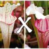 25 Semi di Sarracenia (x “EG Pink Queen II”) x self