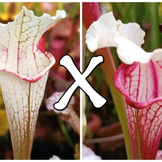 25 Semi di Sarracenia (x "EG Pink Queen II") x self