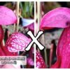 25 Semi di Sarracenia (x “EG purple dome”) x self