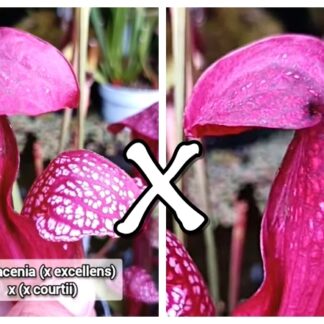 25 Semi di Sarracenia (x "EG purple dome") x self