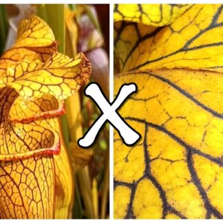 25 Semi di Sarracenia (x "EG yellow jacket") x self