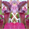 25 Semi di Sarracenia x bellii, F1 (H15 MK, Yellow River, Florida x self)