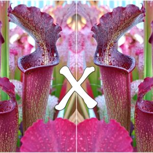 25 Semi di Sarracenia x bellii, F1 (H15 MK, Yellow River, Florida x self)