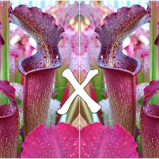 25 Semi di Sarracenia x bellii, F1 (H15 MK, Yellow River, Florida x self)