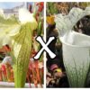 25 Semi di Sarracenia (x “camisole”) x leucophylla ‘HCW’