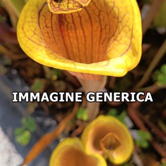 Sarracenia flava "lidless" [var. rubricorpora 'Claret' (F25 MK) × "lidless giant"], da seme, esemplari assortiti