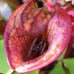 Sarracenia flava var. atropurpurea "lidless", cl. B