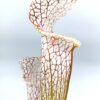 Sarracenia leucophylla (L14 MK x L61 AC), cl. B