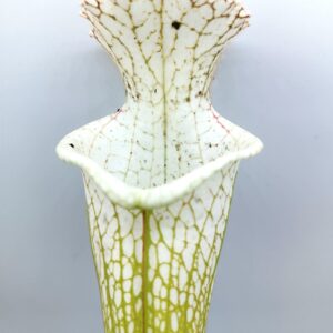 Sarracenia leucophylla (L79 MK x 'HCW' cl. F), cl. B