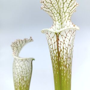 Sarracenia leucophylla (L79 MK x 'HCW' cl. F), cl. C