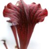 Sarracenia leucophylla (SL94 AC) x (x soperi, IPX110 AS), cl. B