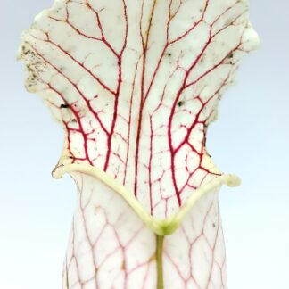Sarracenia leucophylla 'Schnell's Ghost' (L14 MK, Russell Road, Citronelle, Alabama)