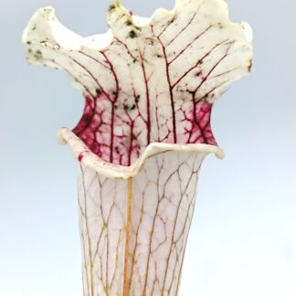 Sarracenia leucophylla 'Schnell's Ghost'