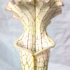 Sarracenia leucophylla (giant, L34s MSr)
